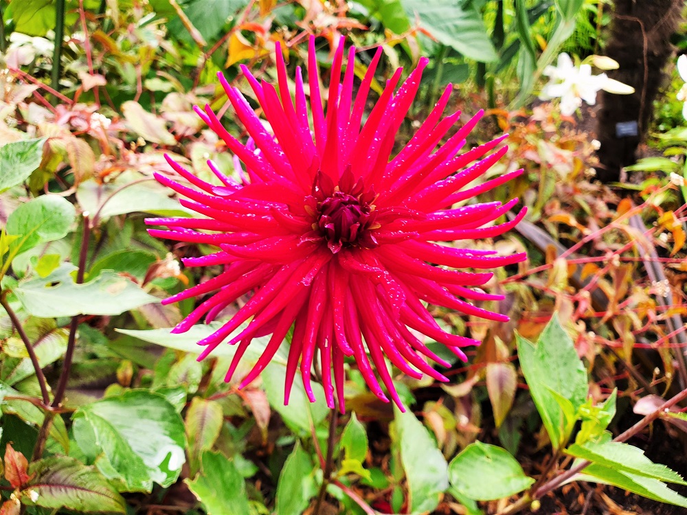 Hot pink flower