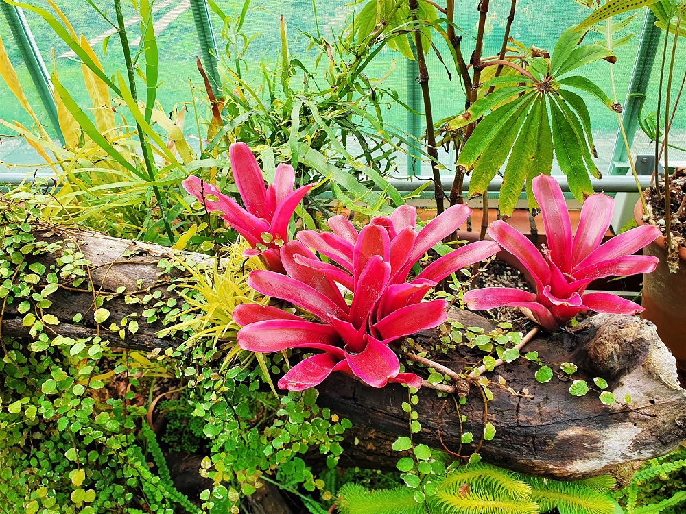 Hot pink flowers in the Dyffryn Gardens greenhouse