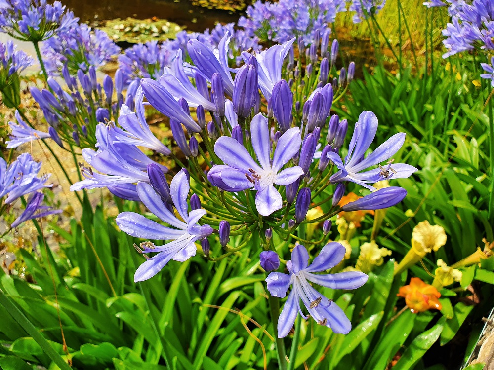 Blue flowers in the Italian gardens