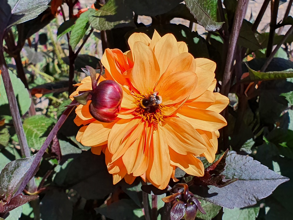 Orange flower and a bee