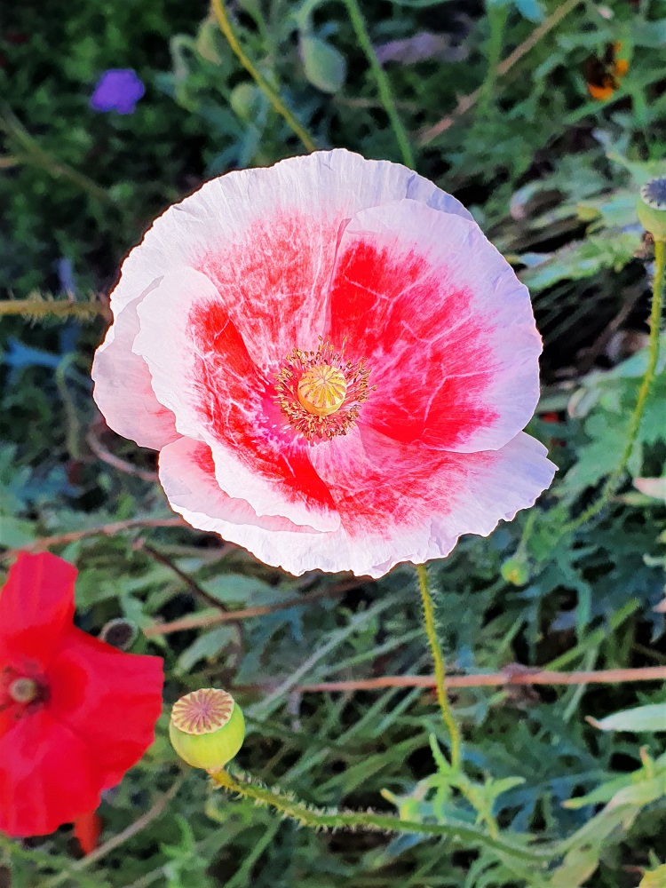 White and red poppy