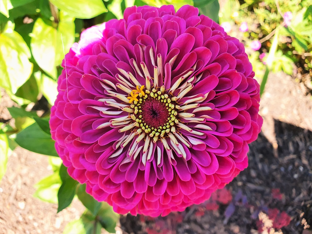 Purple and white flower