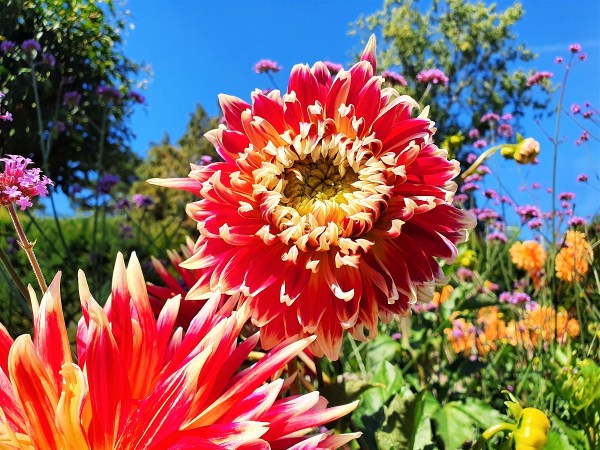Red and yellow flower