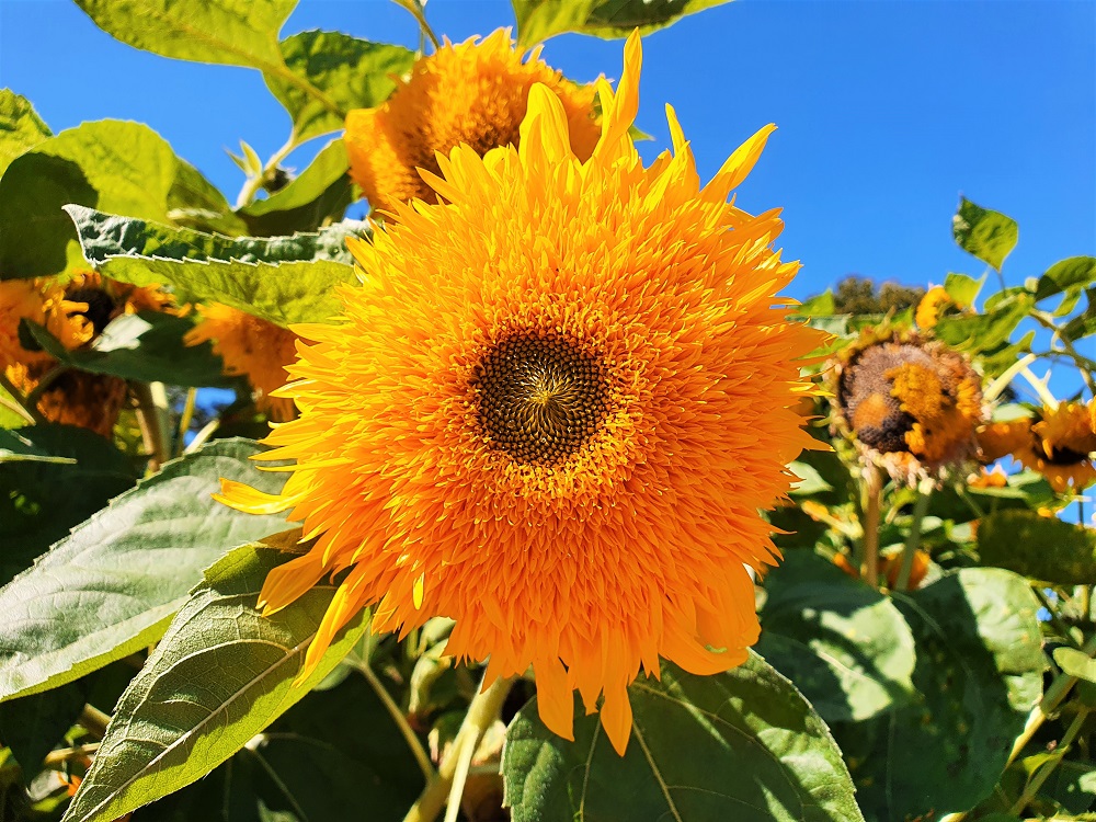 Teddy sunflower