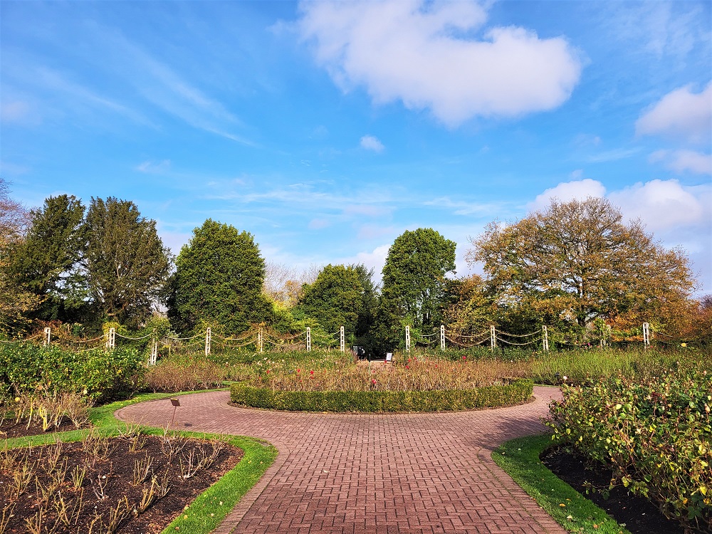 Roses in Queen Mary's Garden