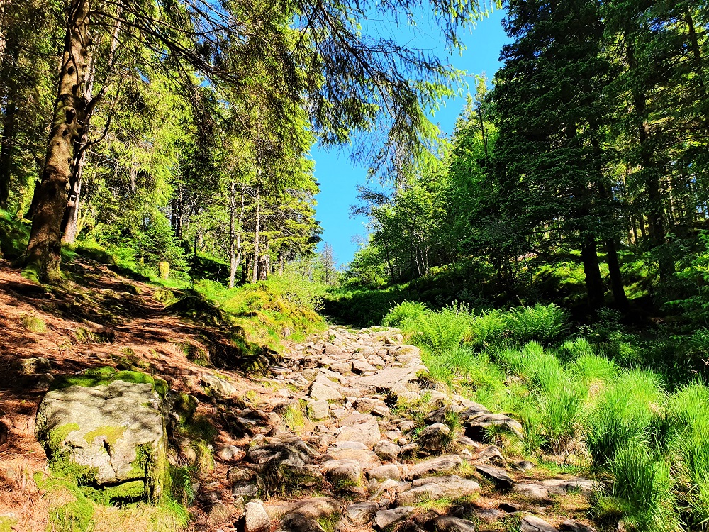 Hiking trail on Mount Fløyen