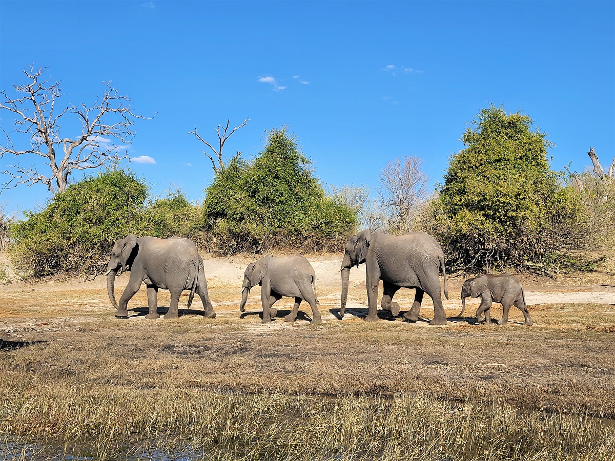 Elephants walking in Chobe National Park