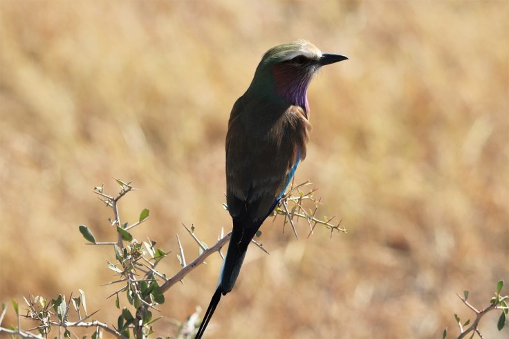 Lilac-breasted roller