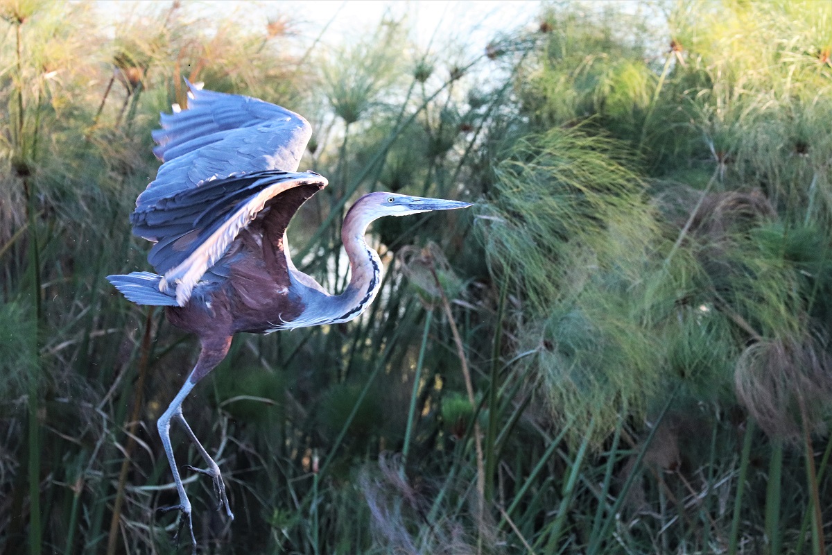 Goliath heron