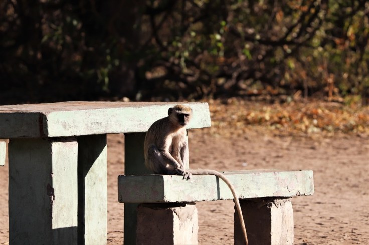Vervet monkey