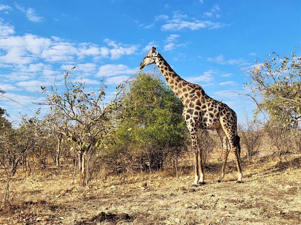 A giraffe eating leaves