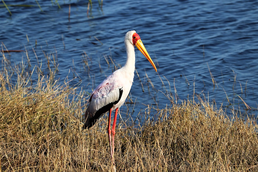 Yellow-billed stork