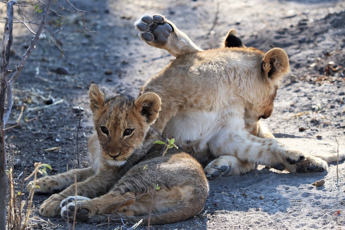 Two lions cubs