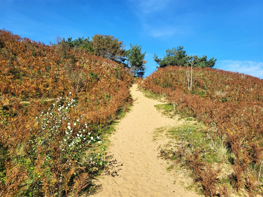 Ferns at Merthyr Mawr