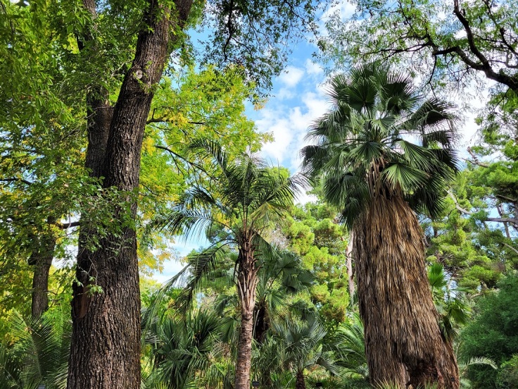 Palm trees in the Real Jardin Botanico in Madrid
