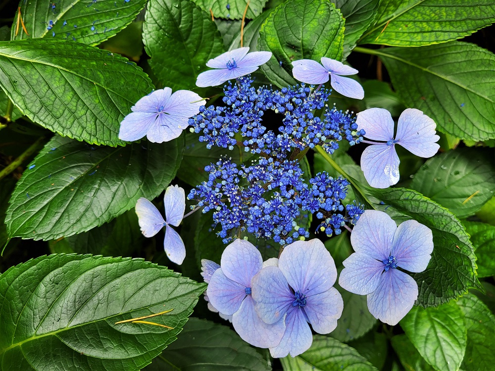 Blue flowers in Portmeirion