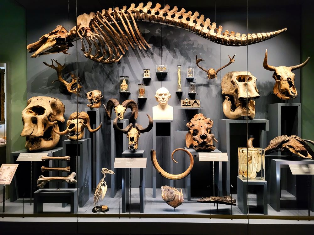 Exhibit of skeletons at the Hunterian Museum