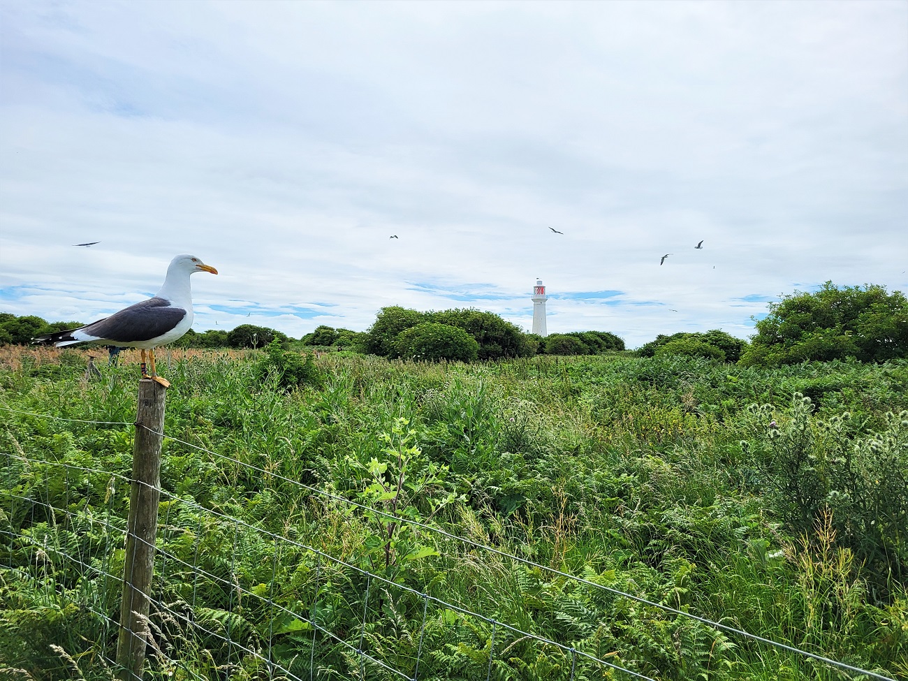 A seagull and a lighthouse