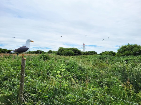 A seagull and a lighthouse