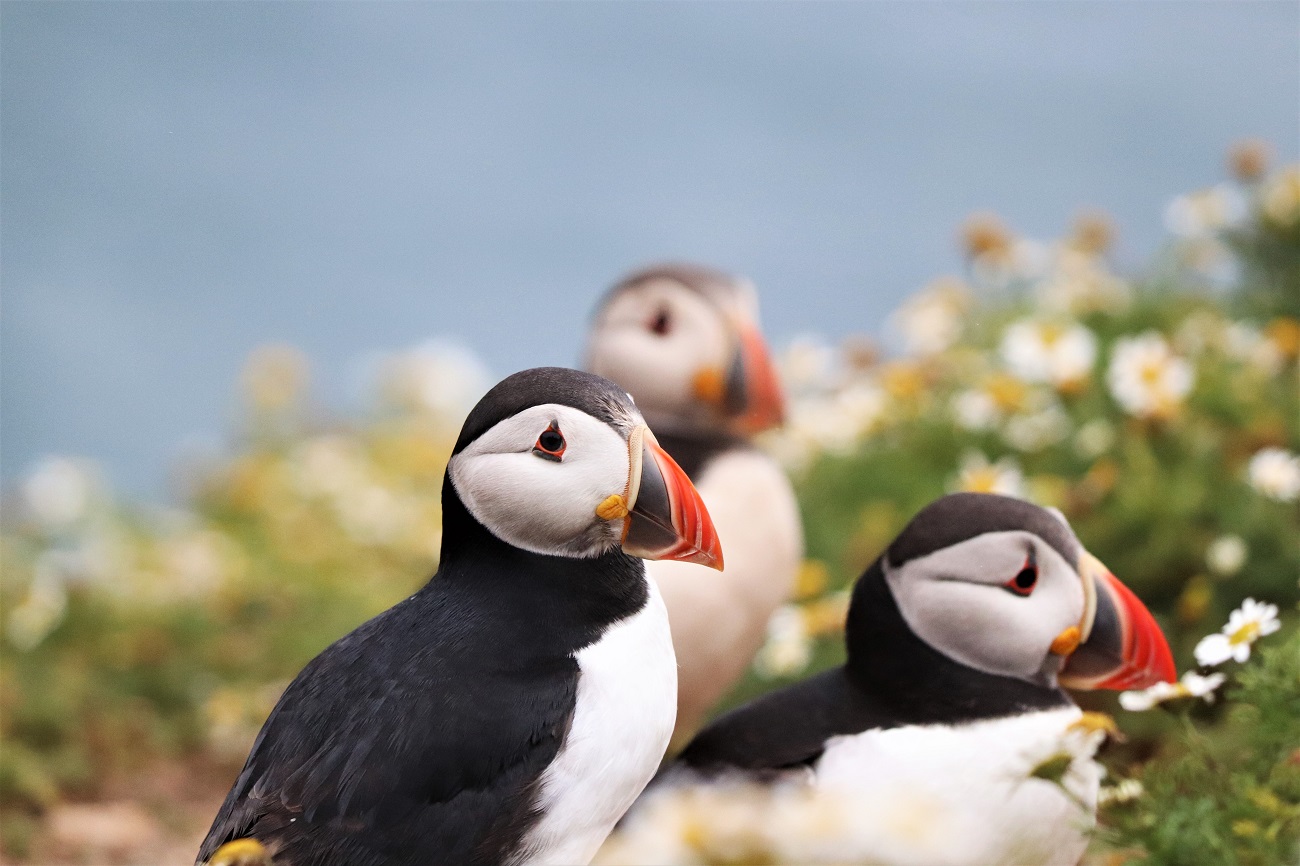 Three puffins at The Wick