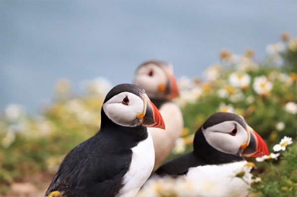 Three puffins at The Wick