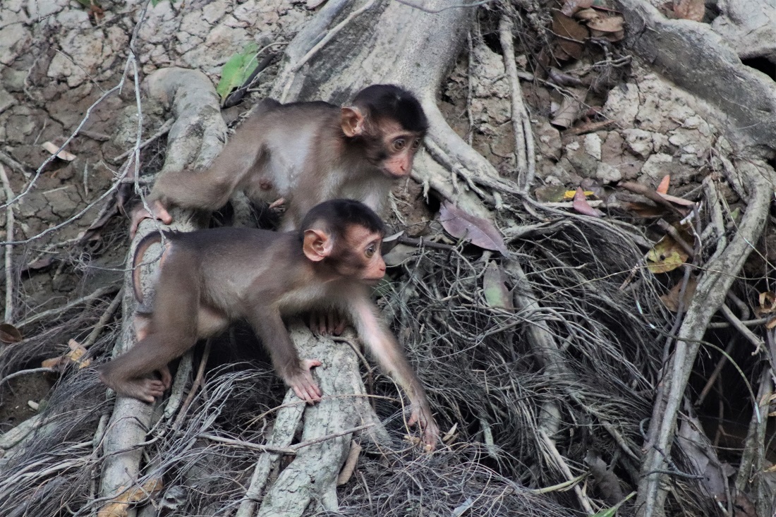 Baby pig-tailed macaques
