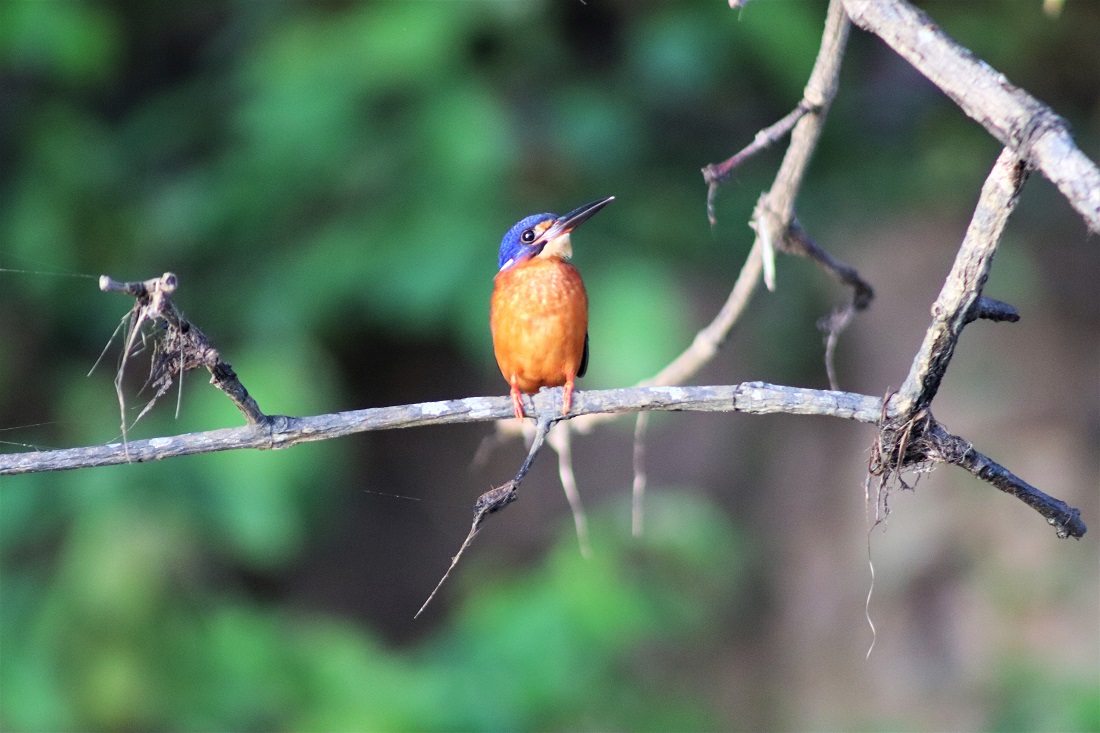 Blue-eared kingfisher