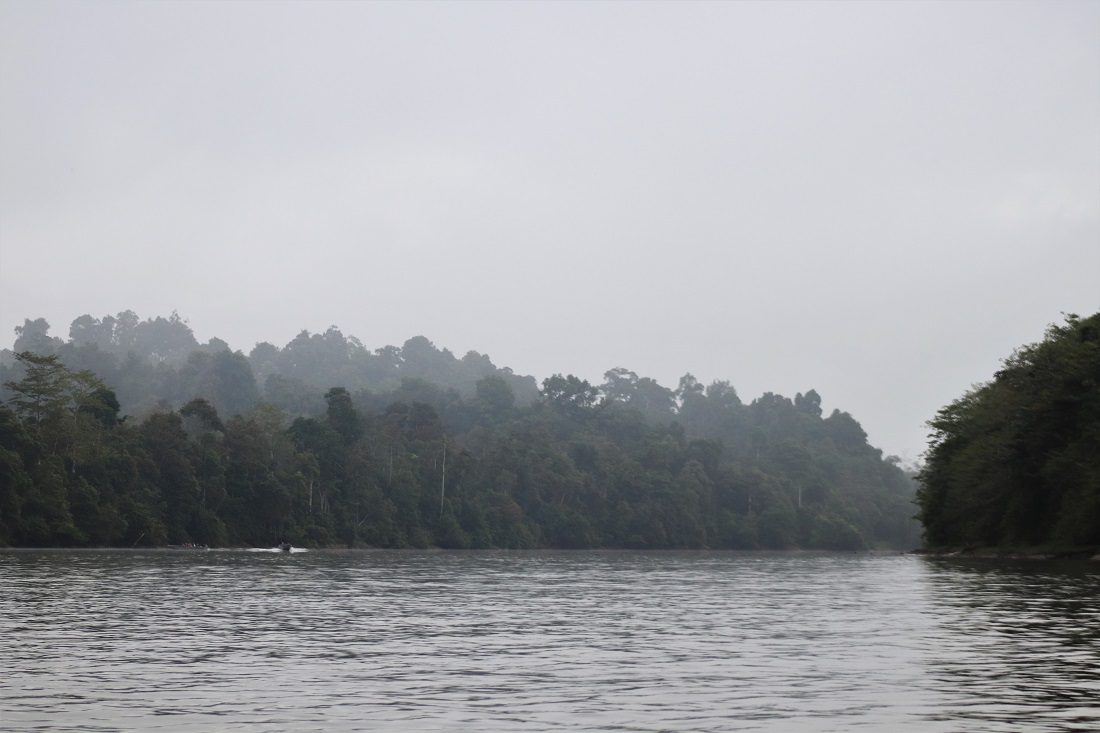 Kinabatangan River in the rain
