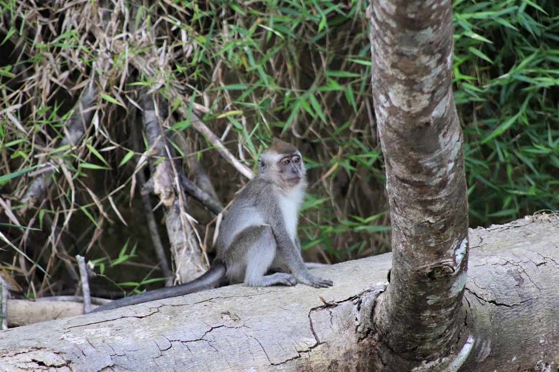 Long-tailed macaque on a log