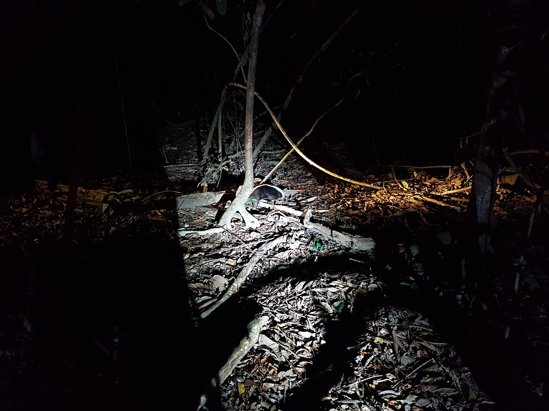Malay badger