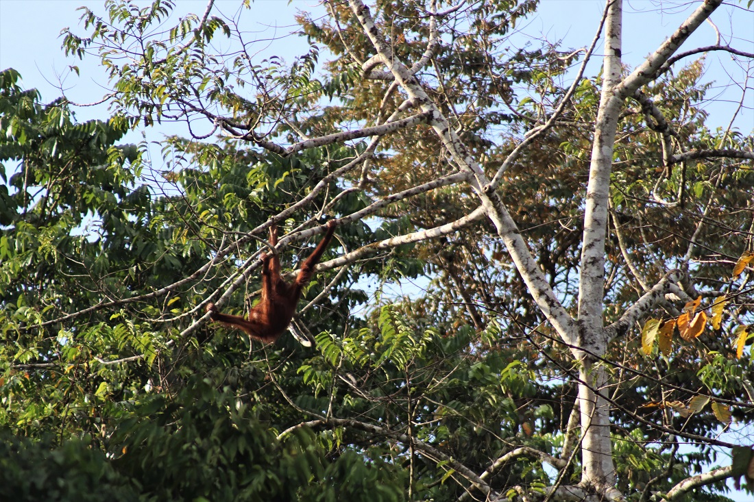 Orangutan in a tree
