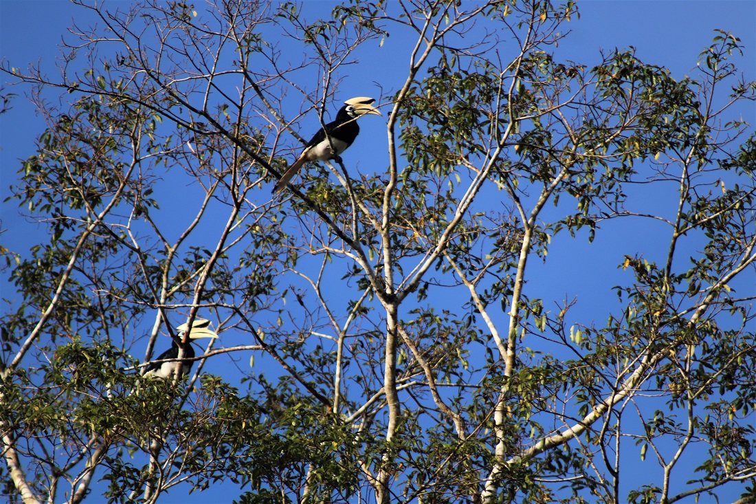 Two oriental-pied hornbills in a tree