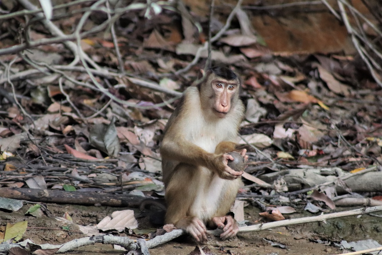 Pig-tailed macaque holds a rock