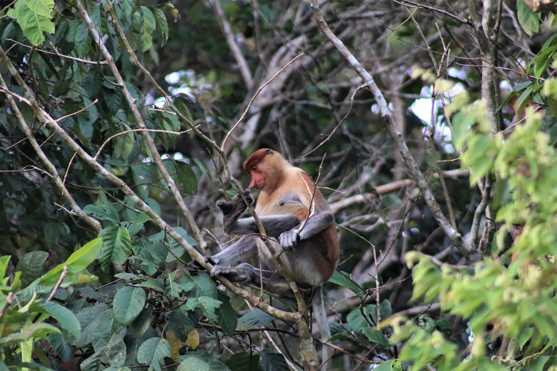A proboscis monkey in a tree