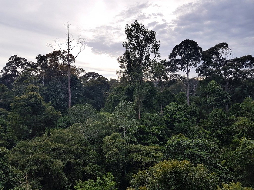 Rainforest Discovery Centre