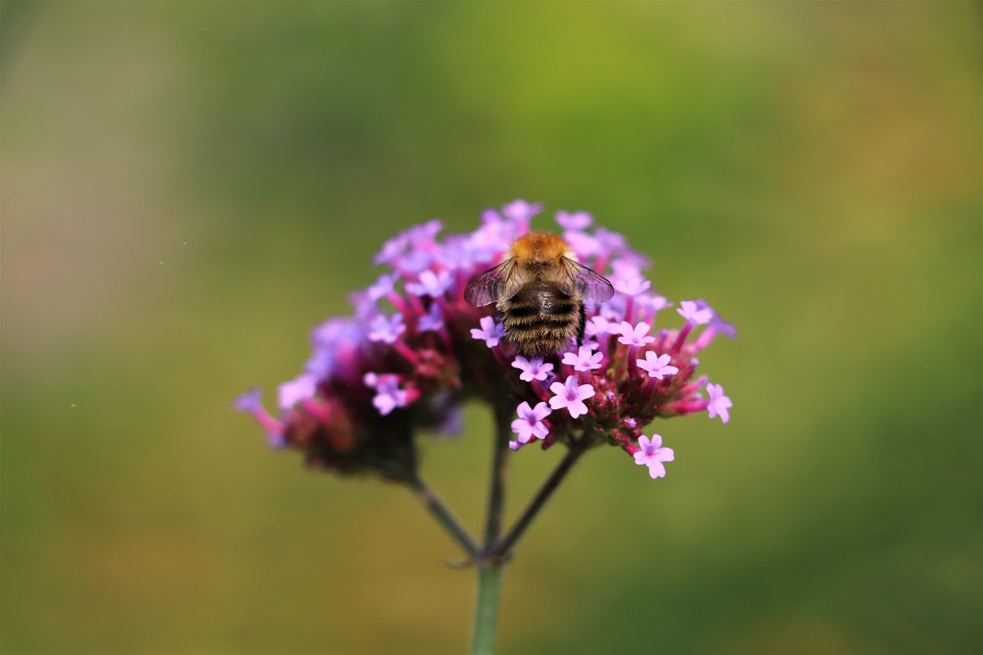 A bee on a flower