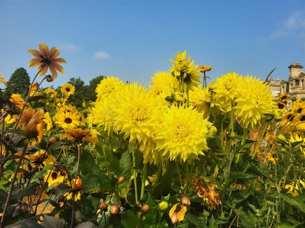 Yellow flowers at Dyffryn Gardens