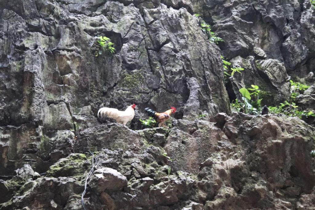 Chickens inside Batu Caves