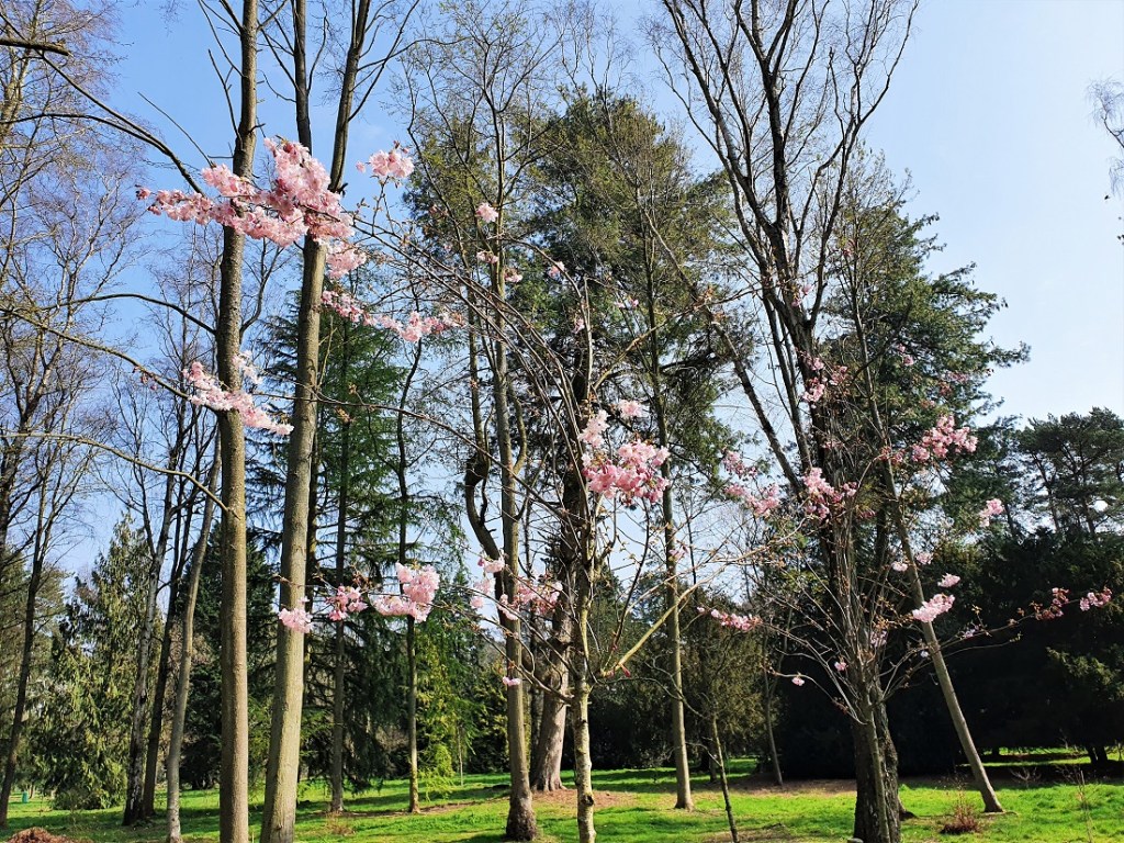 Blossom on a tree in the arboretum at Sandringham