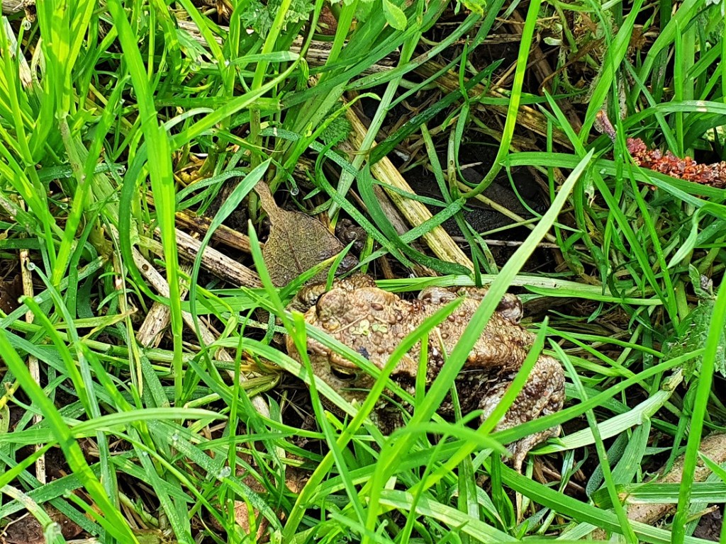 A toad in the grass