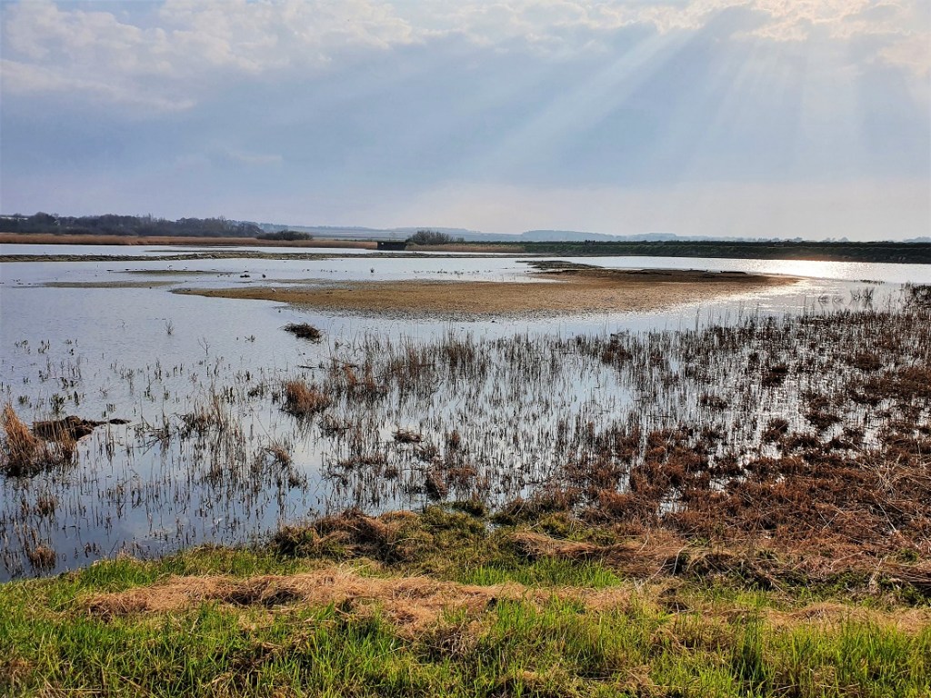 Volunteer marsh at RSPB Titchwell Marsh