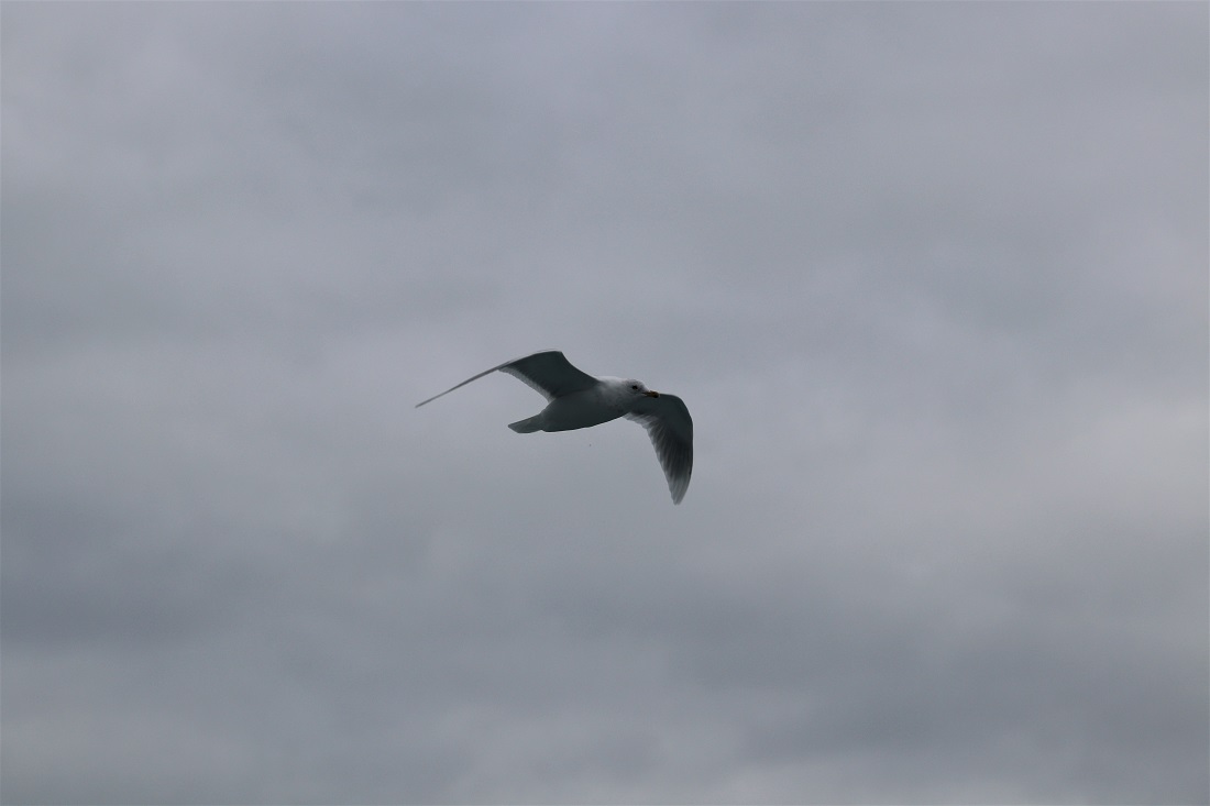 Sea bird in Faxaflói Bay