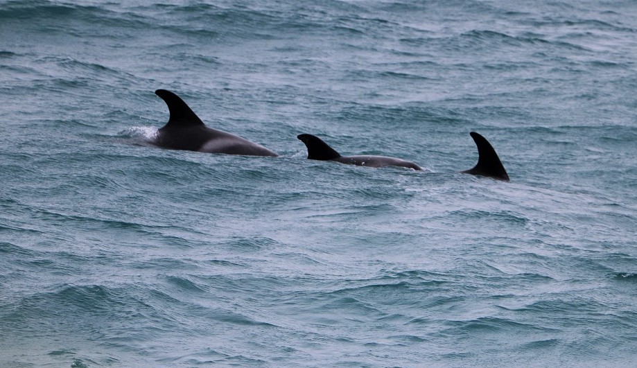 Three dolphins in Faxaflói Bay