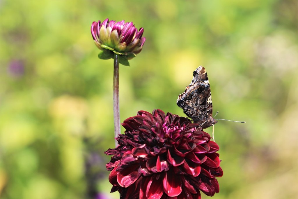 Butterfly on a red dahlia at Aberglasney