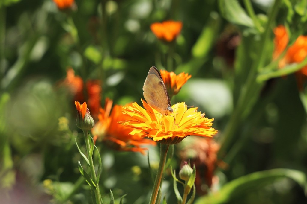 Butterfly on an orange flower at Aberglasney