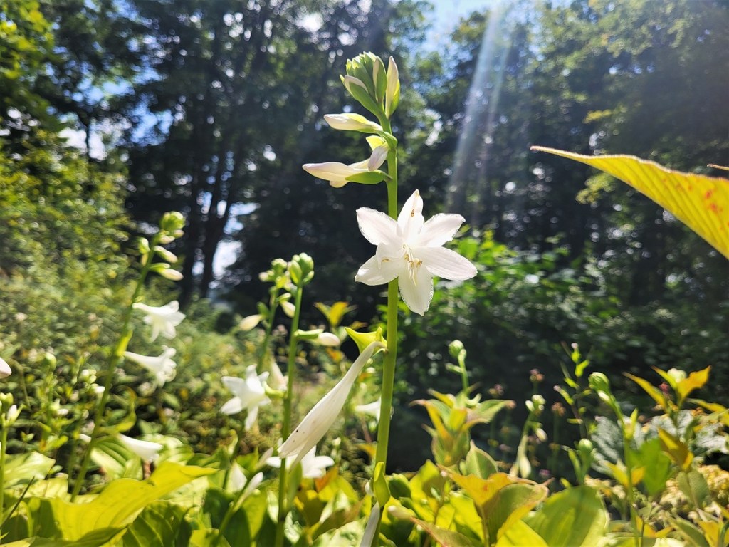 White flower in the Jubilee Woodland Garden