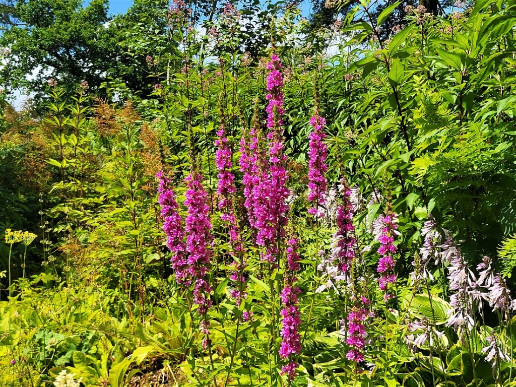 Foxgloves in the Jubilee Woodland Garden