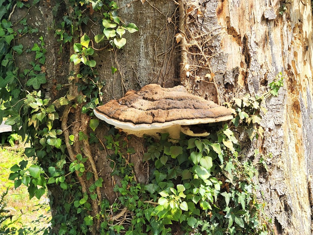 Mushroom in the Jubilee Woodland Garden