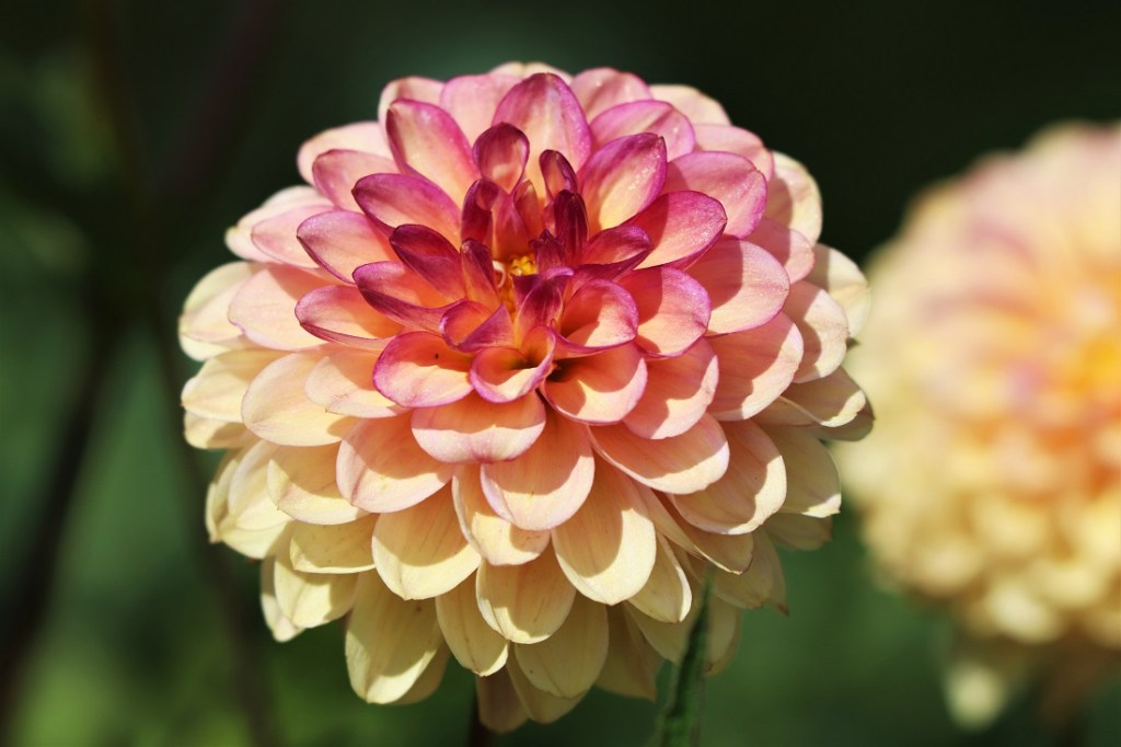 Cream and pink dahlia at Aberglasney
