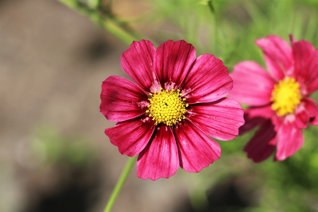 Pink flower at Aberglasney